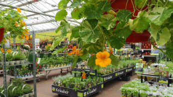 German garden market grew by 1.3 per cent in 2024